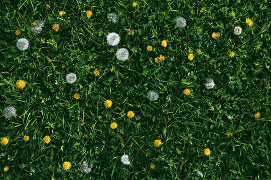 Yellow and white dandelions in green grass