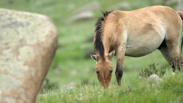 Close view of Przewalskis horse shows scars and body details in cinematic wildlife study.