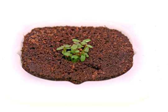 Compact hydroponic installation vegetable garden on a table without soil: instead of soil, water with a nutrient solution, the device itself controls light and watering.