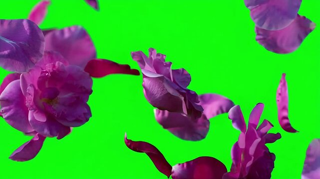 Falling pink rose petals and blooming flowers in slow motion video footage with green screen chroma key