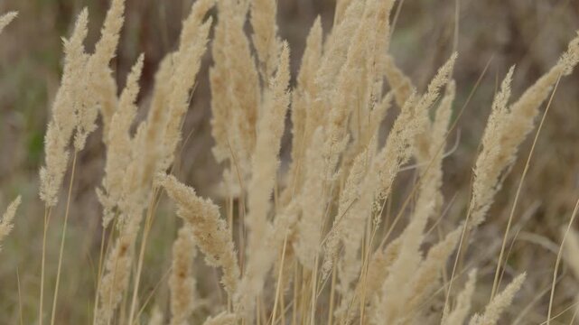 Golden grasses sway softly in warm sunlight, close-up field scene with tall seed heads catching light, gentle breeze and hazy bokeh background for nature visuals