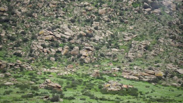Przewalski horses on mountain slope in Khustain Nuruu Reserve, Mongolia wildlife.