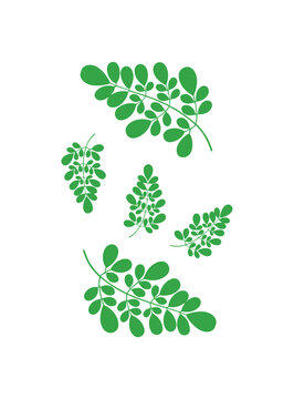 Moringa Leaves Collection: A graphic illustration featuring vibrant green moringa leaves and branches arranged in a pleasing composition, symbolizing health and vitality.