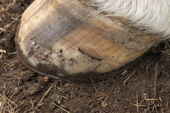 Close-up of a horses foot showing a hoof crack. Horse shoeing. Equestrian. 