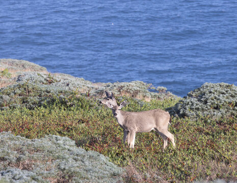 Deer and Sea