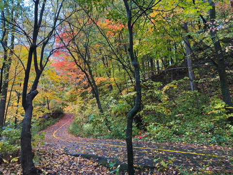 Un sentier dans la for&ecirc;t en automne, Qu&eacute;bec, Canada