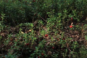 lingonberries in the summer forest © алексей семиколенных