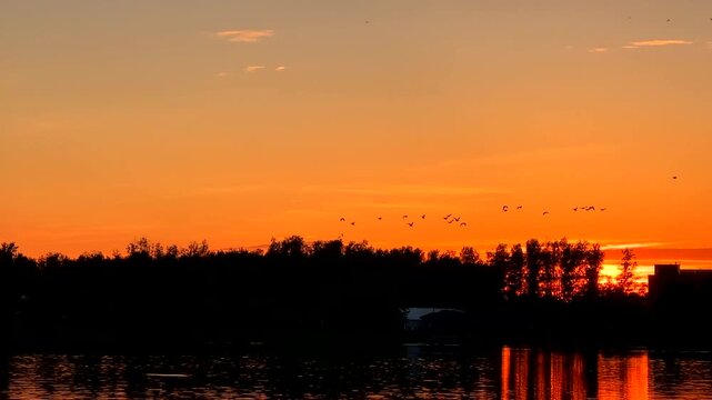 Migratory birds are return. Geese bird migration in sunset sky. Migration geese in sky on sunrise returning from its winter quarters.