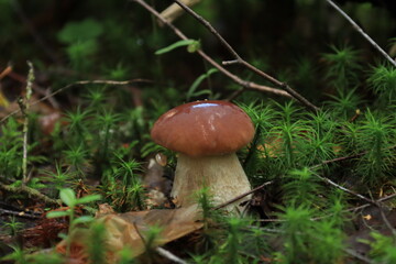 A porcini mushroom in green moss in the forest. © алексей семиколенных