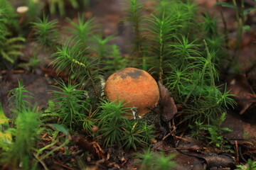 An aspen bolete mushroom in green moss in a summer forest. © алексей семиколенных