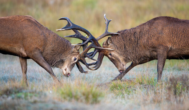 Two red deer stags locking antlers in fierce rutting battle