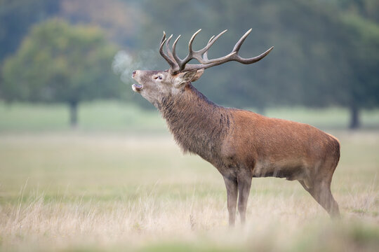 Bellowing red deer stag roaring with breath visible during autumn rut in a meadow
