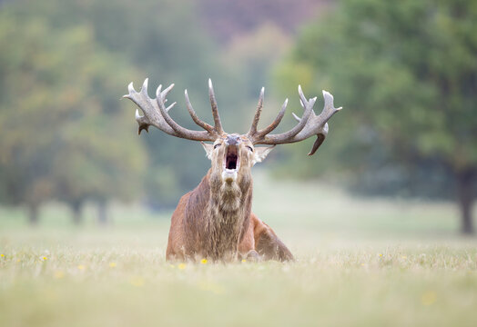 Red deer stag roaring front view while lying in autumn meadow