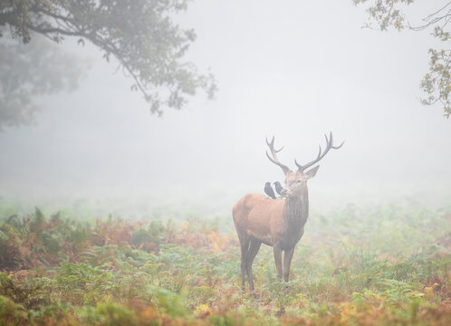 Red deer stag with two jackdaws perched on its back in misty forest