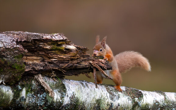 Portrait of a cute red squirrel (Sciurus vulgaris) standing on a birch tree branch