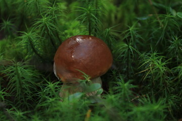 A porcini mushroom in green moss in the forest. © алексей семиколенных