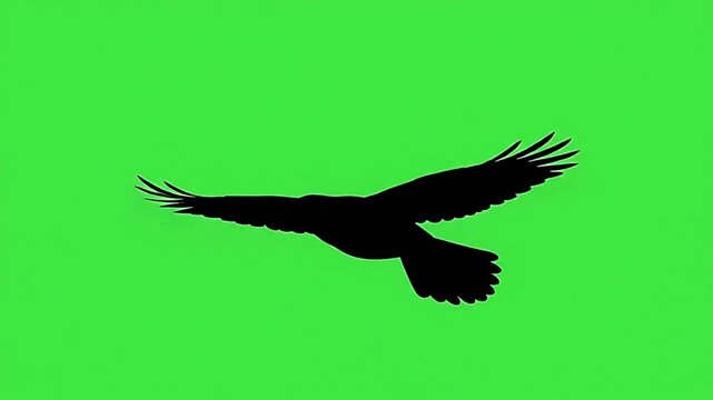 Black crow bird flying in motion silhouette video footage isolated on green screen background