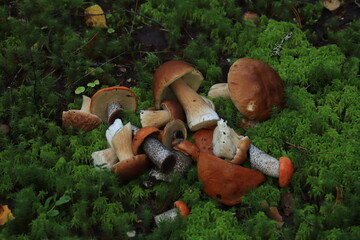 Porcini and aspen bolete mushrooms lie in a heap in the green moss in the forest. © алексей семиколенных