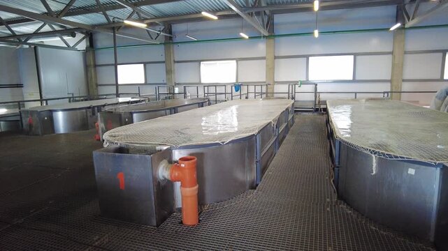 Inside a fish farming facility, large tanks are filled with water for breeding fish. The environment is designed for optimal growth conditions. Workers monitor the tanks and maintain the equipment. 