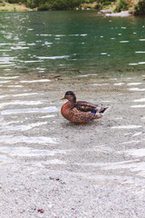 The Duck © Patrycja