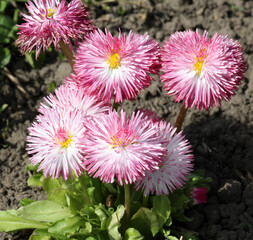 The English daisy (Bellis perennis) is blooming in the garden. © orestligetka
