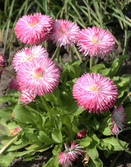The English daisy (Bellis perennis) is blooming in the garden. © orestligetka