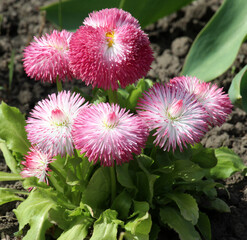 The English daisy (Bellis perennis) is blooming in the garden. © orestligetka