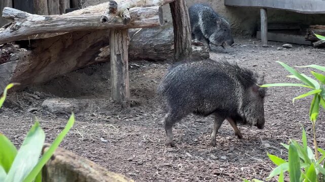 Panning right across collared peccary foraging in zoo enclosure