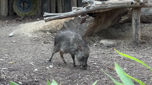 Panning right across collared peccary foraging on forest floor