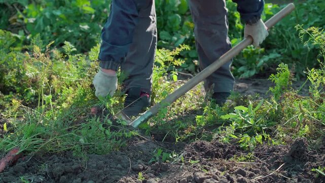 A gardener wearing gloves digs up carrots with a spade in a garden plot. The process of manual harvesting on a plantation