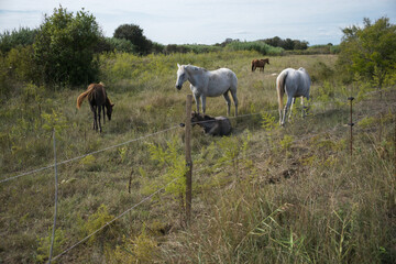 wild horses in the field © marguerite