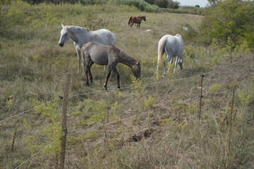horses in the meadow © marguerite