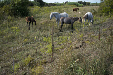 horses in the meadow © marguerite