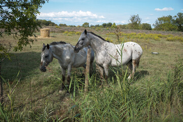 white horse in a field © marguerite