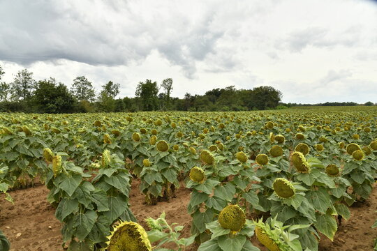 Champ de tournesols sous un ciel gris au Puy de Versac (Champagne-et-Fontaine ,P&eacute;rigord France )