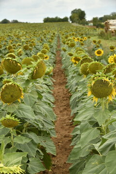 Champ de tournesols sous un ciel gris au Puy de Versac (Champagne-et-Fontaine ,P&eacute;rigord France )
