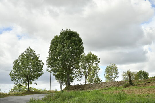 Les arbres isol&eacute;s sous un ciel de pluie pr&egrave;s du bourg de Vendoire au P&eacute;rigord Vert (Dordogne-France)