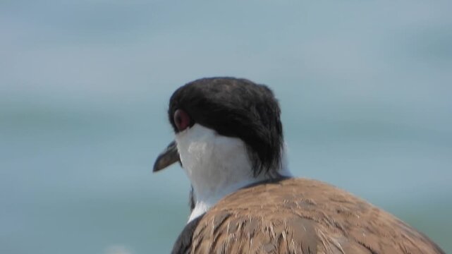 Close portrait of lapwing beside lakeshore shows delicate crest and sharp eye in daylight.