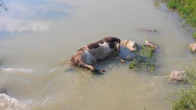 Dead cow carcass lies in river after epidemic disease, showing livestock mortality aftermath.