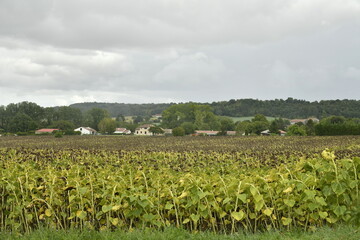 Champ de tournesols abimés sous l'effet de la chaleur près du bourg de Champagne au Périgord Vert (Dordogne-France) © Photocolorsteph