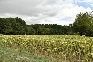 Champ de tournesols abimés sous l'effet de la chaleur près du bourg de Champagne au Périgord Vert (Dordogne-France) © Photocolorsteph