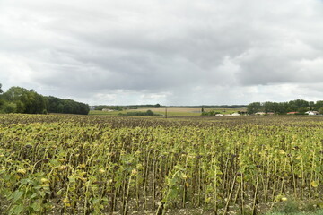 Champ de tournesols abimés sous l'effet de la chaleur près du bourg de Champagne au Périgord Vert (Dordogne-France) © Photocolorsteph