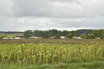 Champ de tournesols abimés sous l'effet de la chaleur près du bourg de Champagne au Périgord Vert (Dordogne-France) © Photocolorsteph