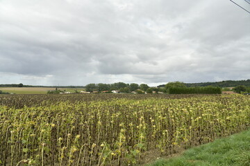 Champ de tournesols abimés sous l'effet de la chaleur près du bourg de Champagne au Périgord Vert (Dordogne-France) © Photocolorsteph