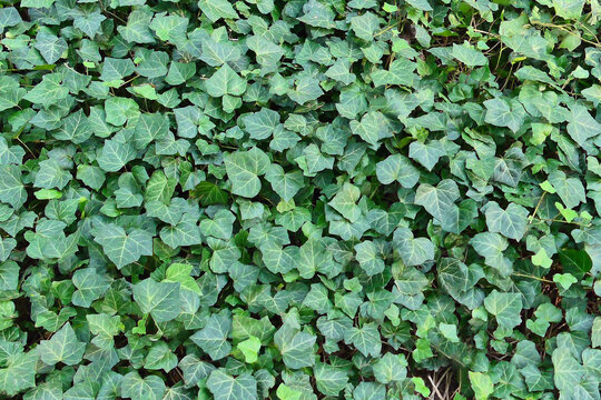 Common ivy covers every surface evenly and densely.