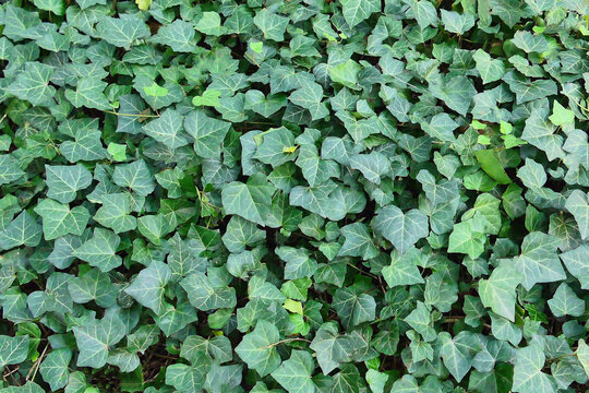 Common ivy covers every surface evenly and densely.