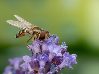 bee on flower © Rumen