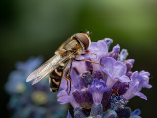 bee on flower © Rumen