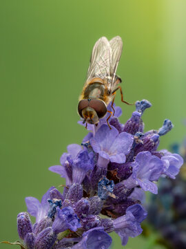 bee on lavender