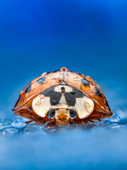 ladybug on blue backgrond © Rumen